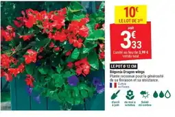 Gamm vert Begonia Dragon wings offre