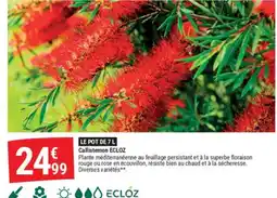 Gamm vert Callistemon offre