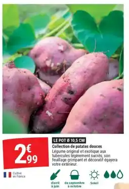 Gamm vert Collection de patates douces offre