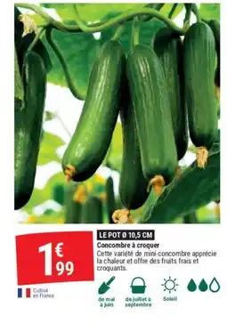 Gamm vert Concombre a croquer offre