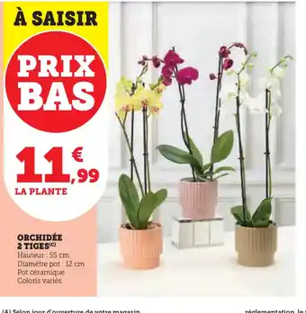 U Express Orchidée 2 tiges offre