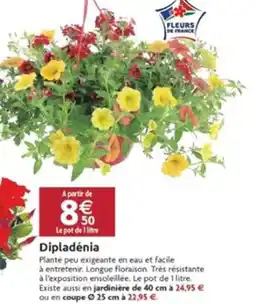 LaMaison.fr Dipladenia offre