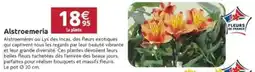 LaMaison.fr Alstroemeria offre