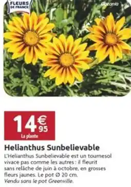 LaMaison.fr Helianthus sunbelievable offre