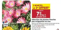 LaMaison.fr Sélection de plantes fleuries peu exigeantes en eau offre