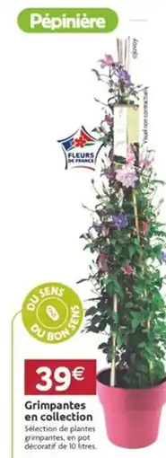 LaMaison.fr Grimpantes en collection offre