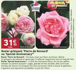 LaMaison.fr Rosier grimpant 'pierre de ronsard' ou special anniversary offre