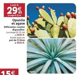 LaMaison.fr Opuntia et gave offre