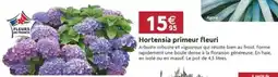 LaMaison.fr Hortensia primeur fleuri offre