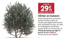 LaMaison.fr Olivier en buisson offre