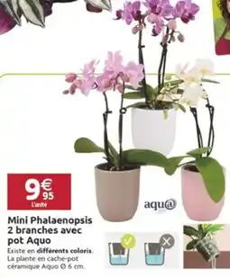 LaMaison.fr Mini Phalaenopsis 2 branches avec pot Aquo offre