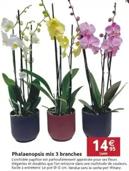 LaMaison.fr Phalaenopsis mix 3 branches offre