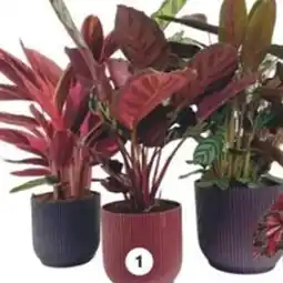 LaMaison.fr Calathea offre