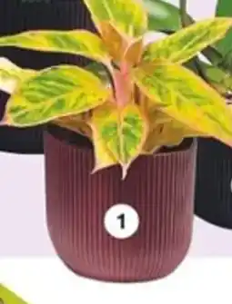 LaMaison.fr Aglaonema offre