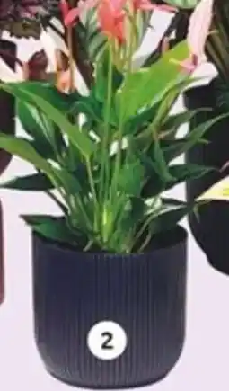 LaMaison.fr Anthurium offre