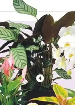 LaMaison.fr Calathea offre