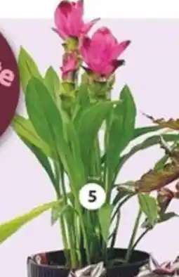 LaMaison.fr Curcuma offre