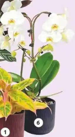 LaMaison.fr Phalaenopsis blanc 2 branches forme cœur offre