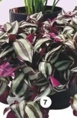 LaMaison.fr Tradescantia zebrina offre