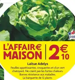 LaMaison.fr Laitue Adelys offre