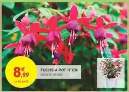 Intermarché Hyper FUCHSIA POT 17 CM offre