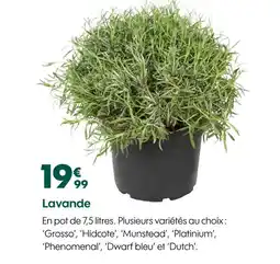 Truffaut Lavande offre