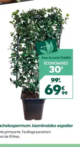 Truffaut Truffaut Trachelospermum Jasminoides espalier offre