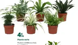 Truffaut Plante verte offre