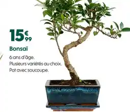 Truffaut Bonsaï offre