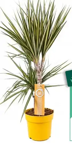 Truffaut Dracaena 2 pieds offre