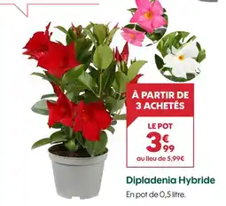 Truffaut Dipladenia hybride offre