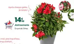 Truffaut Alstroemeria offre
