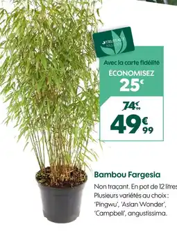 Truffaut Bambou Fargesia offre