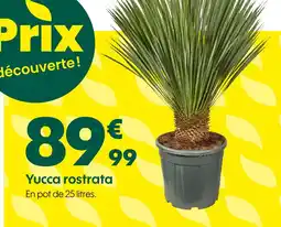 Truffaut Yucca rostrata offre