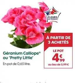 Truffaut Géranium Calliope ou 'Pretty Little' offre