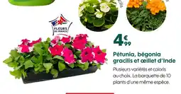 Truffaut Pétunia, bégonia gracilis et œillet d’Inde offre
