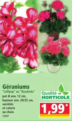Norma Géraniums offre