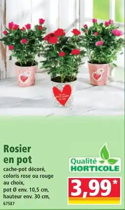Norma Rosier en pot offre