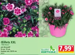 Norma Ćillets xxl offre