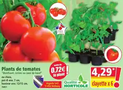 Norma Plants de tomates offre