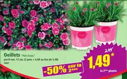 Norma Oeillets pink kisses offre