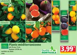 Norma Plante méditerranéenne offre