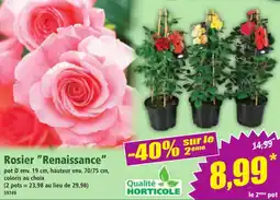 Norma Rosier renaissance offre