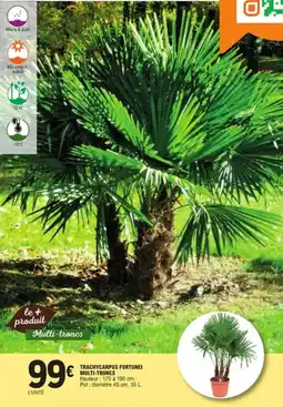 E.Leclerc Jardi Trachycarpus fortunei multi troncs offre