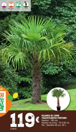 E.Leclerc Jardi Palmier de chine trachycarpus fortunei offre