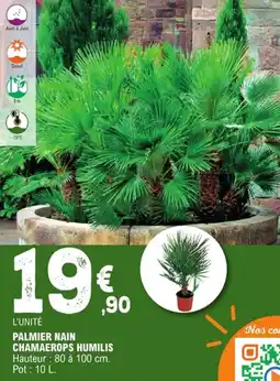 E.Leclerc Jardi Palmier nain chamaerops humilis offre