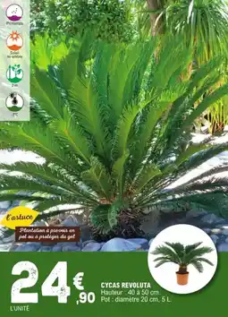 E.Leclerc Jardi Cycas revoluta offre