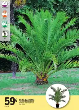 E.Leclerc Jardi Dattier des canaries phoenix canariensis offre