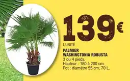 E.Leclerc Jardi Palmier washingtonia robusta offre