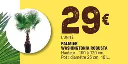 E.Leclerc Jardi Palmier washingtonia robusta offre